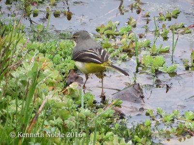 grey wagtail (Motacilla cinerea) Kenneth Noble